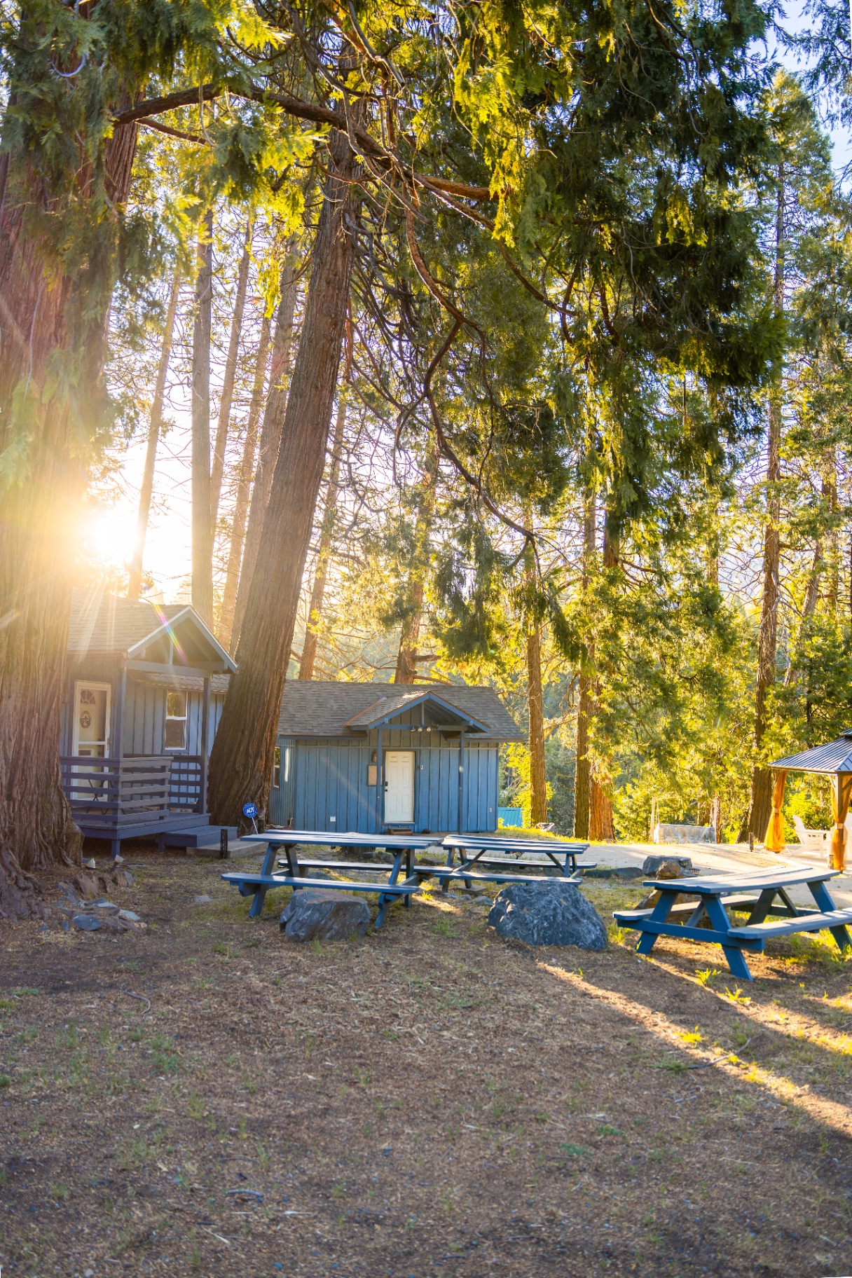 Shared outdoor area framed by tall trees at sunset